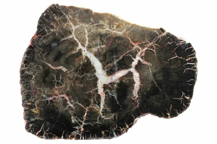 Triassic Petrified Wood (Conifer) Slab - Utah #163658